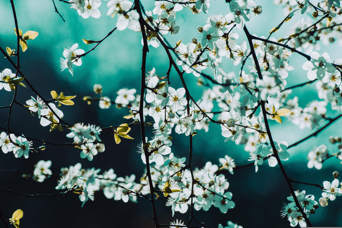 Der Frühling ist da – und oft schneller vorbei, als man denkt