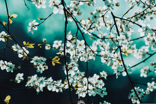 Der Frühling ist da – und oft schneller vorbei, als man denkt